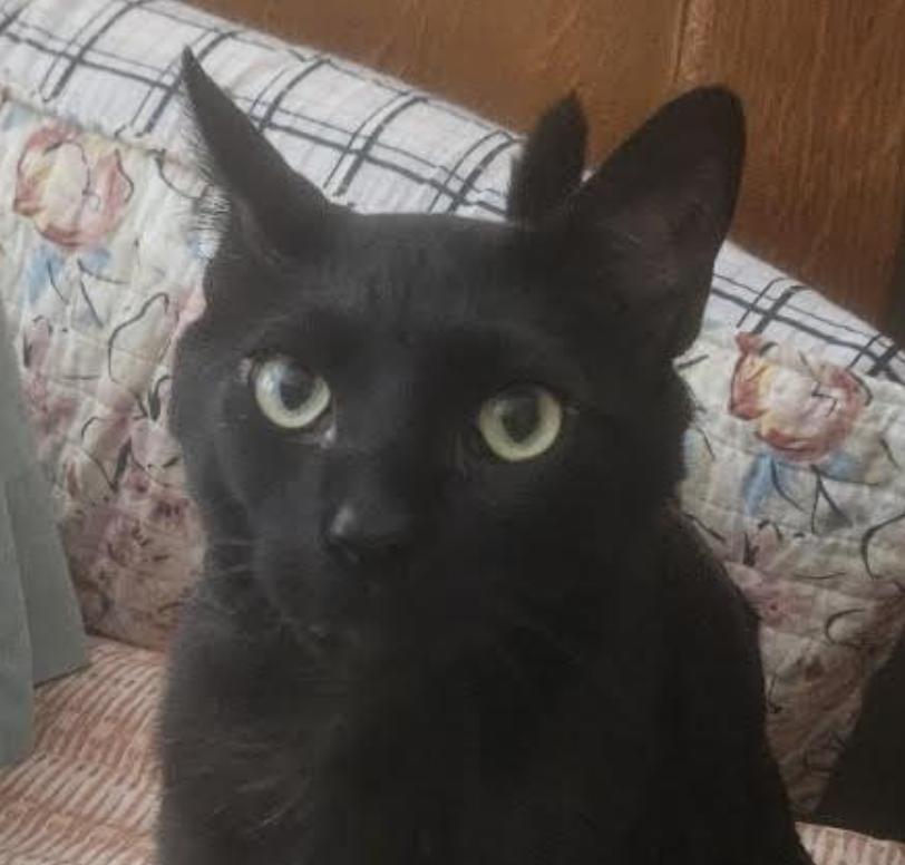 Enlarge Rubin, a ADOPTABLE Domestic Short Hair in Cincinnati, OH image 3/5