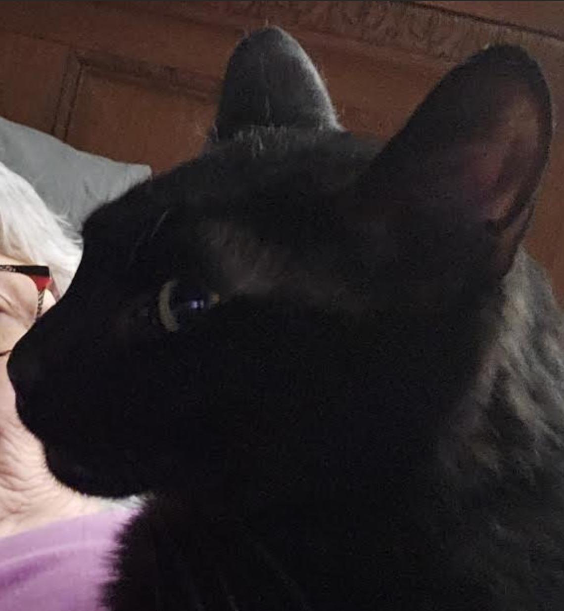 Enlarge Rubin, a ADOPTABLE Domestic Short Hair in Cincinnati, OH image 2/5