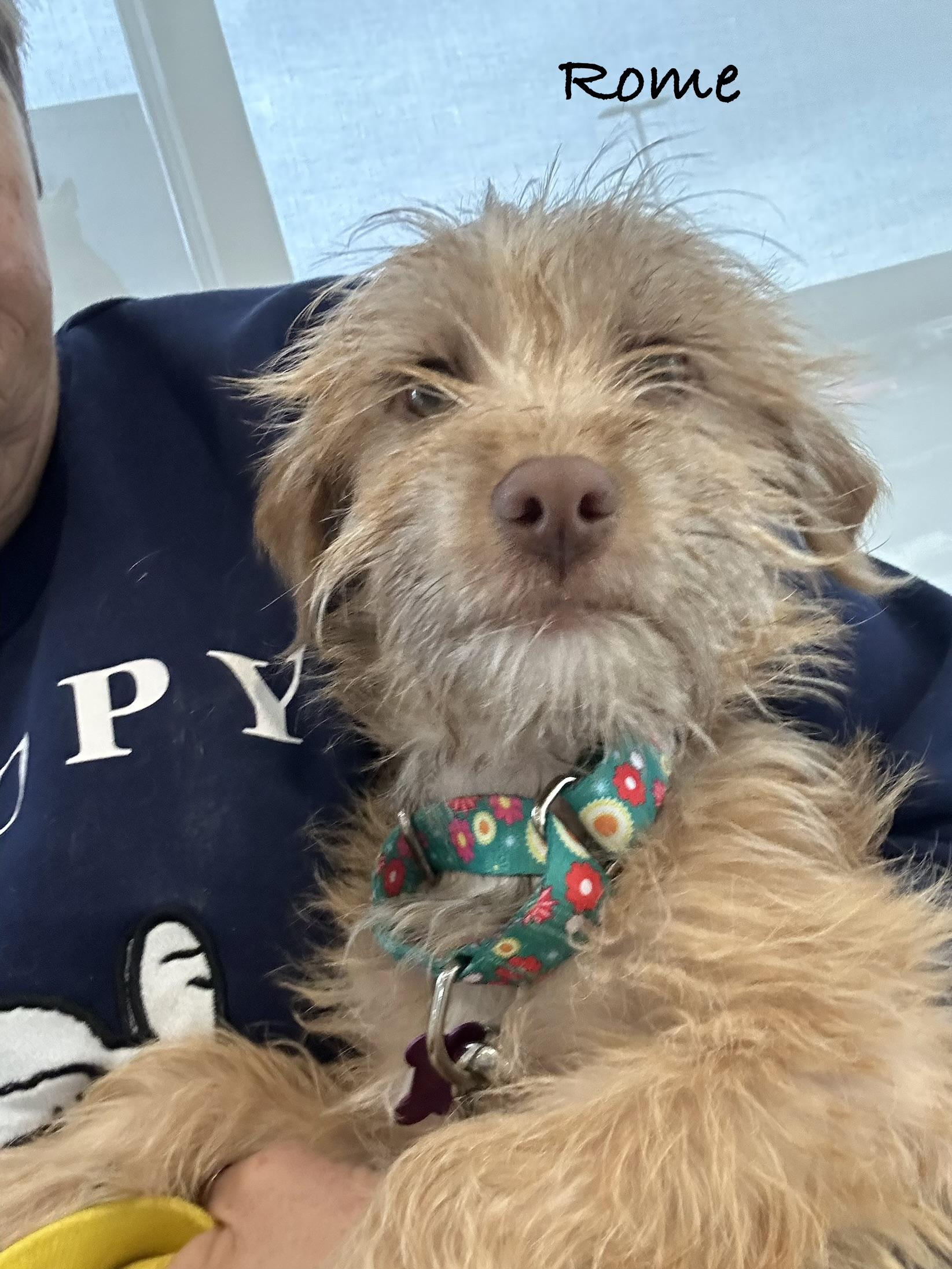 Rome , ADOPTABLE, Puppy Male Yorkshire Terrier.