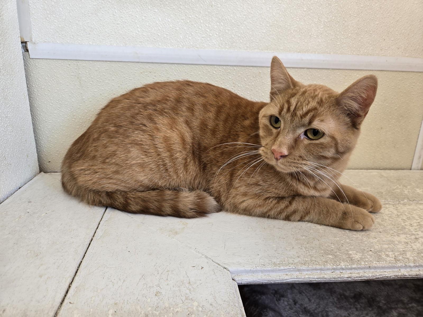 Bean, Adoptable, Adult Male Domestic Short Hair.