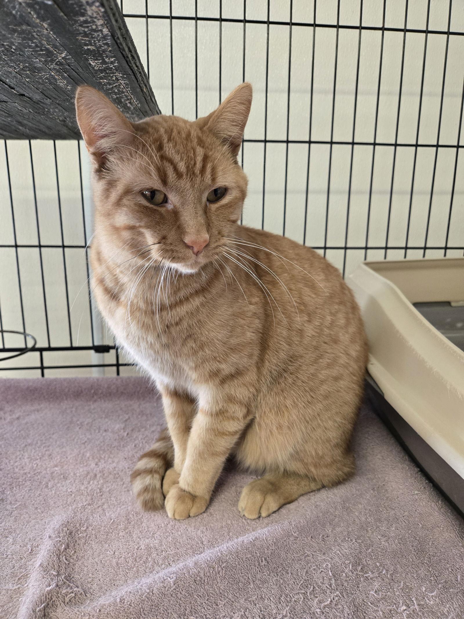 Enlarge Bean, a Adoptable Domestic Short Hair in Maquoketa, IA image 2/2