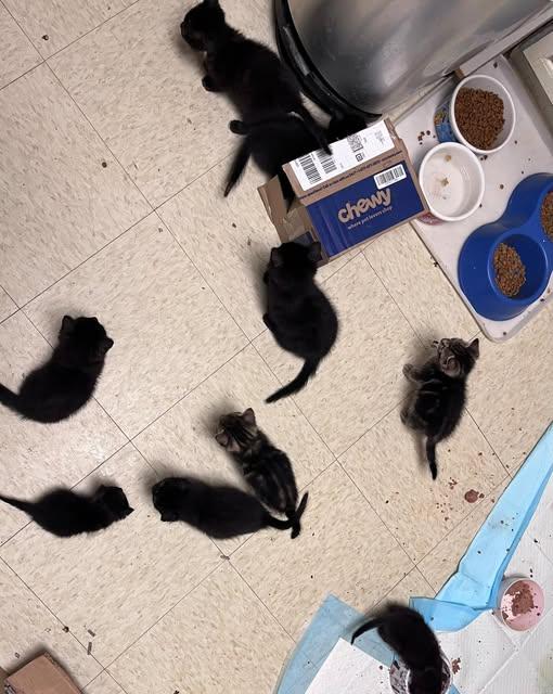 Kittens and Cats Now Available, Adoptable, Young Female American Shorthair.