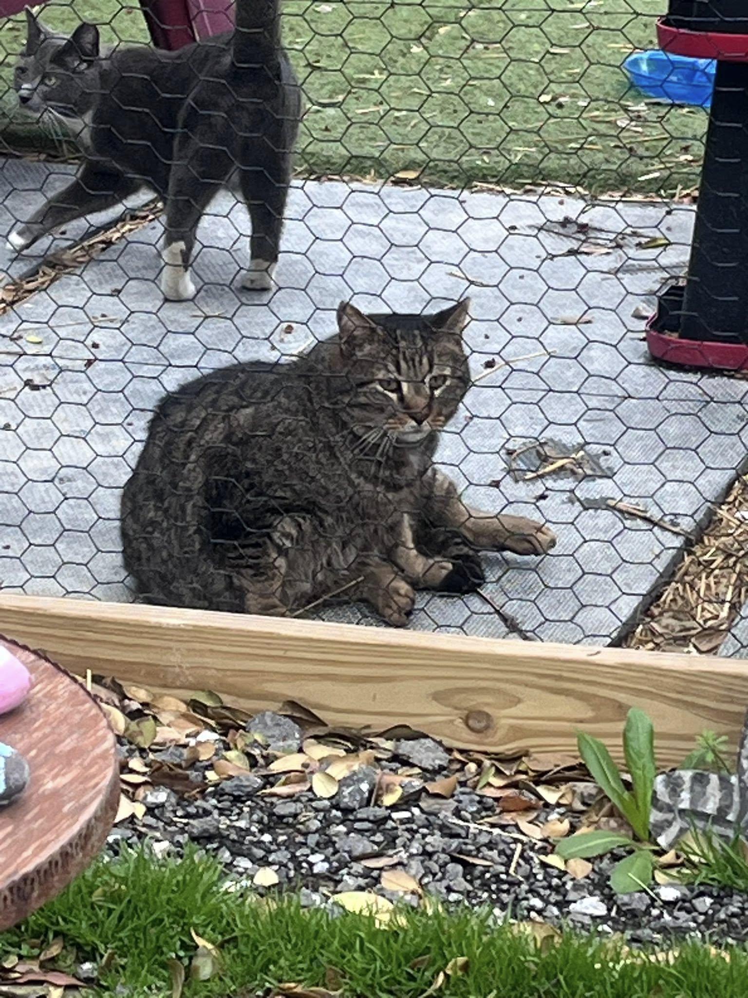 Kittens and Cats Now Available, a Adoptable American Shorthair in Baltimore, MD image 3/4