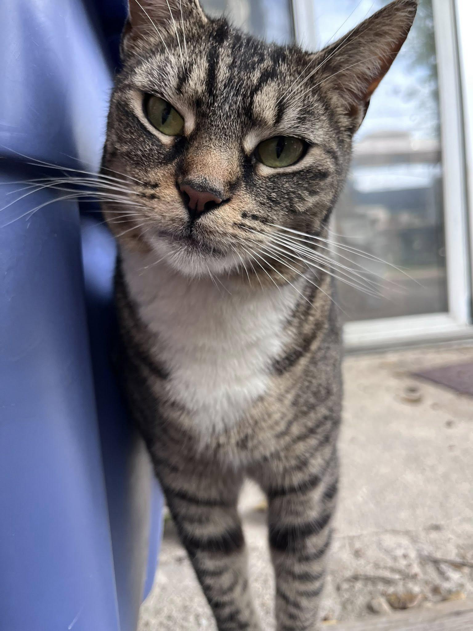 Kittens and Cats Now Available, a Adoptable American Shorthair in Baltimore, MD image 4/4