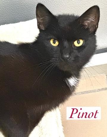 Pinot, Adoptable, Young Female Domestic Short Hair.