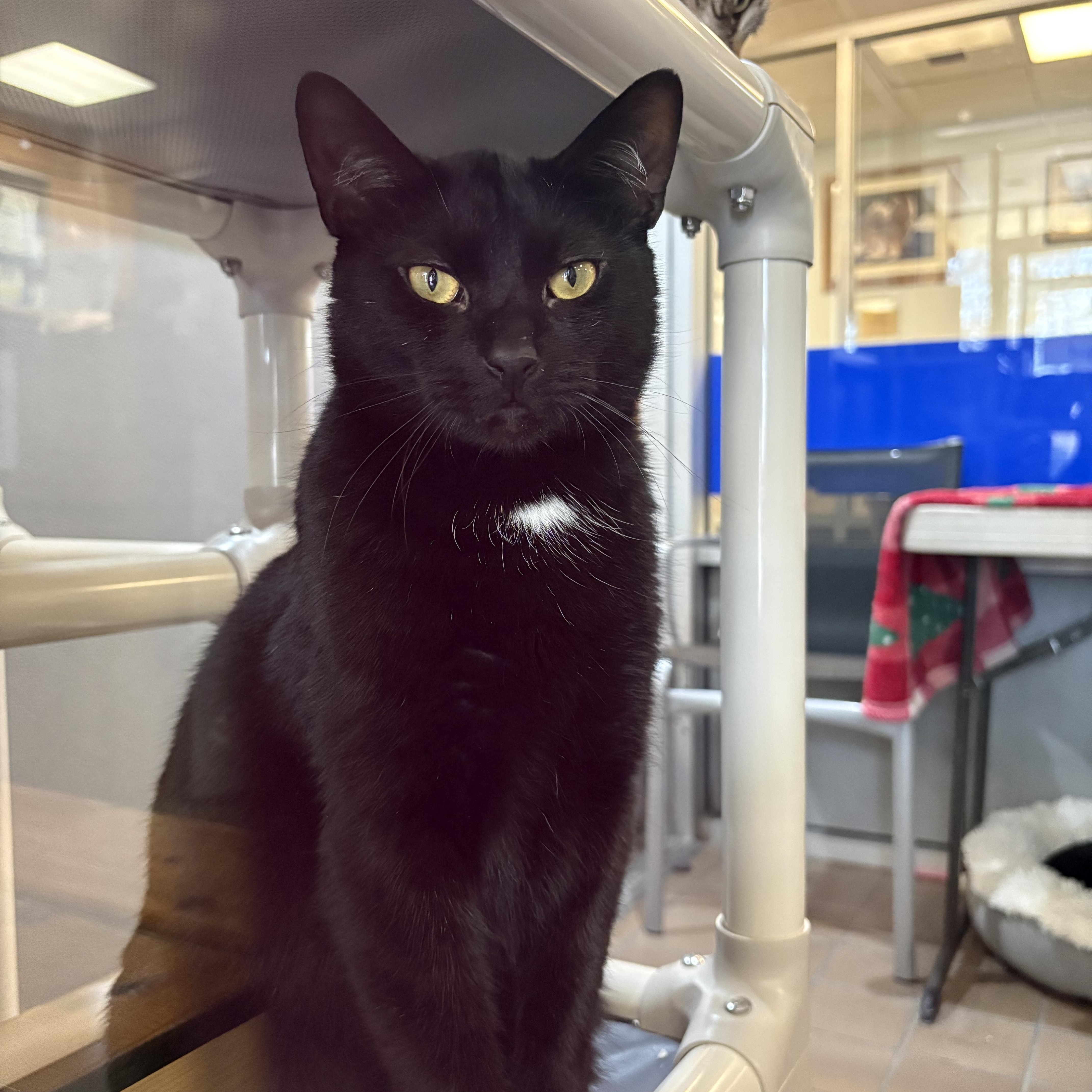 Pinot, Adoptable, Young Female Domestic Short Hair.