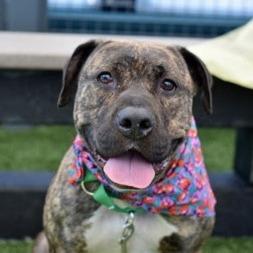 Enlarge Mulan - My adoption fee is fully sponsored - In loving memory of Denver and Rosco, a Adoptable Mixed Breed in Wappingers Falls, NY image 3/3