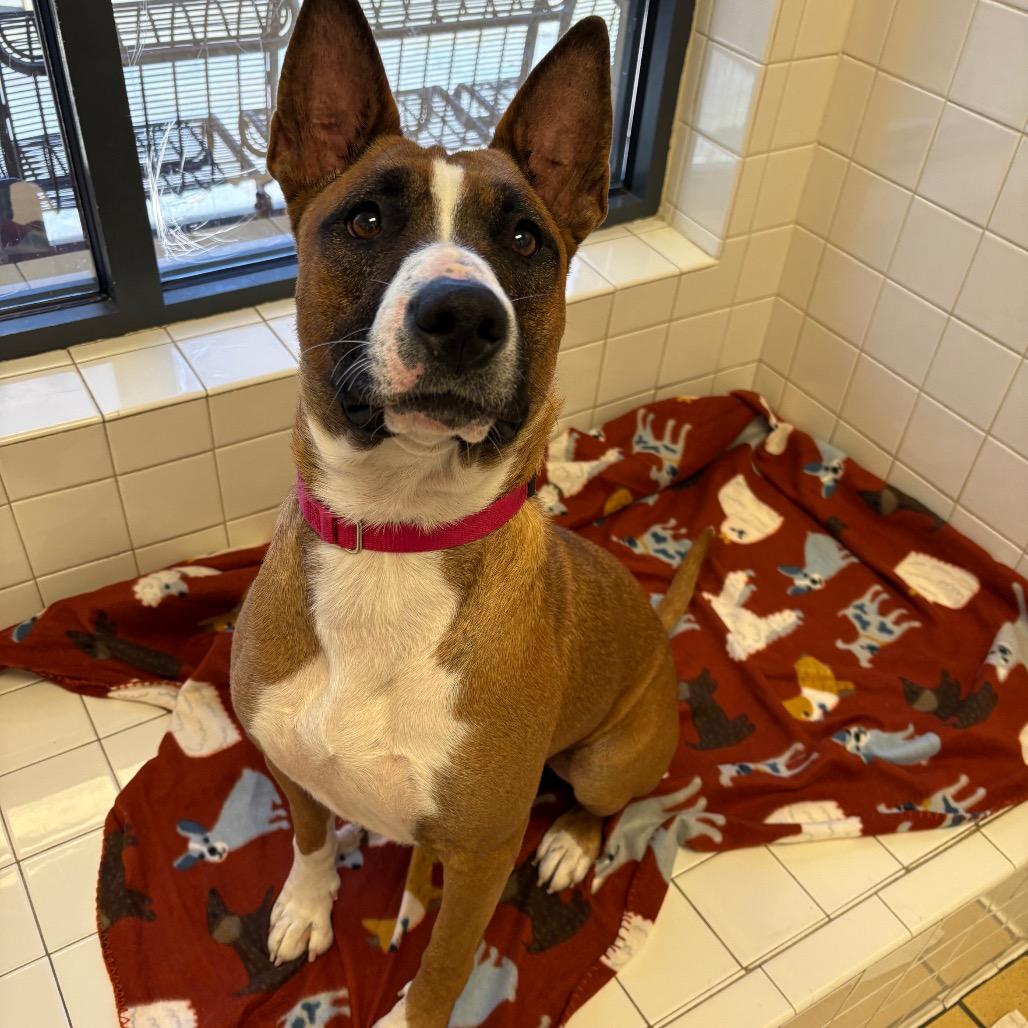 Stella, Adoptable, Adult Female Mixed Breed & Bull Terrier.