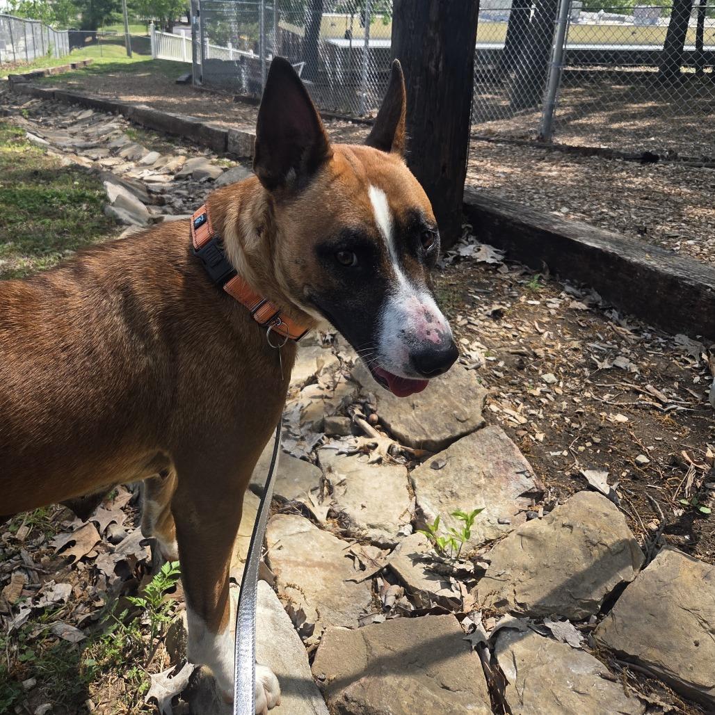 Enlarge Stella, a Adoptable mixed breed in Nashville, TN image 3/6