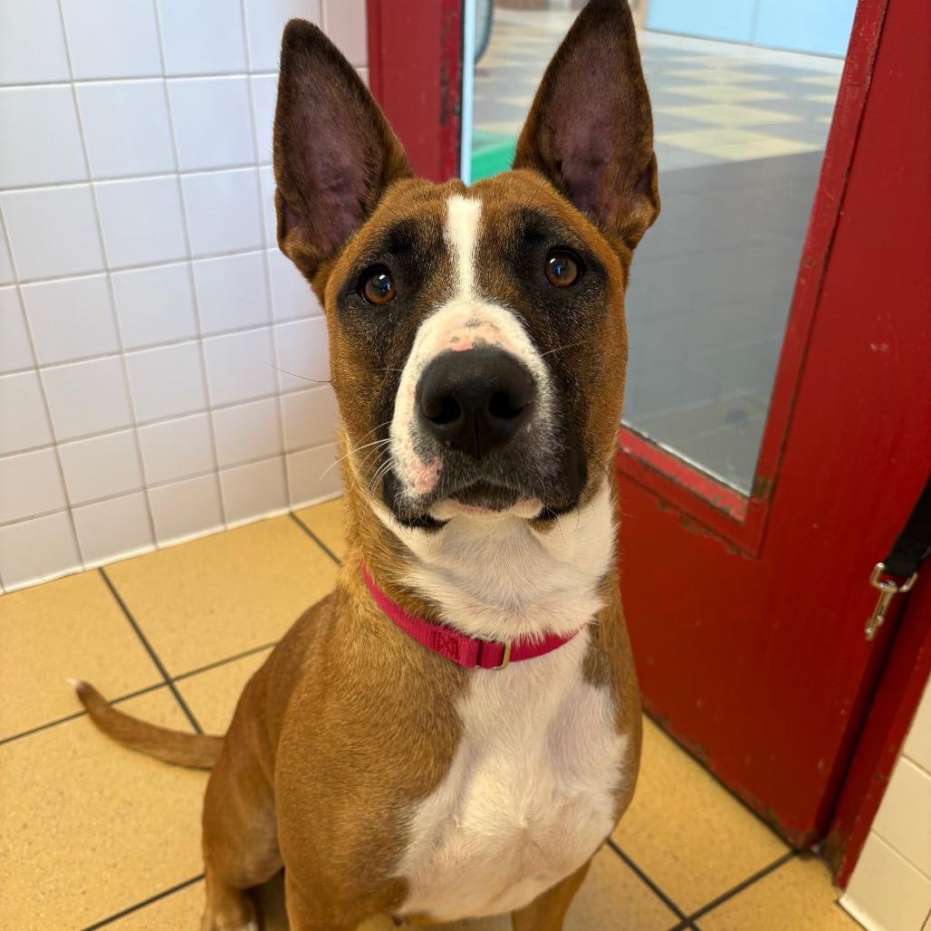 Enlarge Stella, a Adoptable mixed breed in Nashville, TN image 4/6