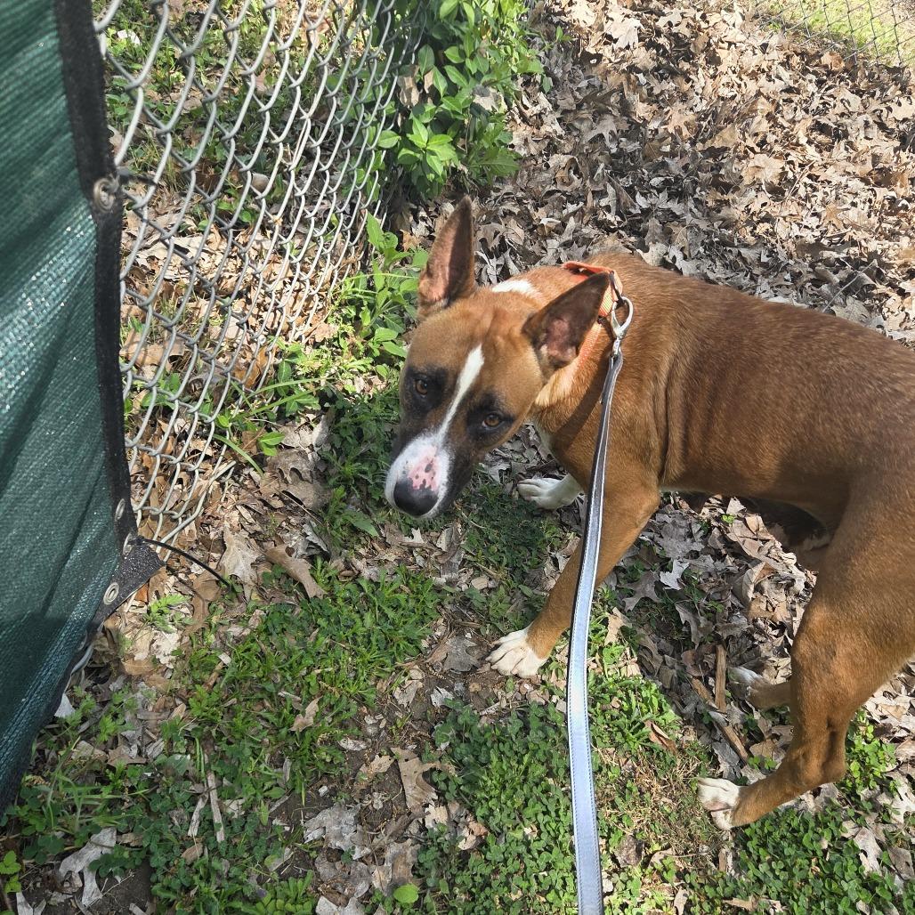 Enlarge Stella, a Adoptable mixed breed in Nashville, TN image 5/6