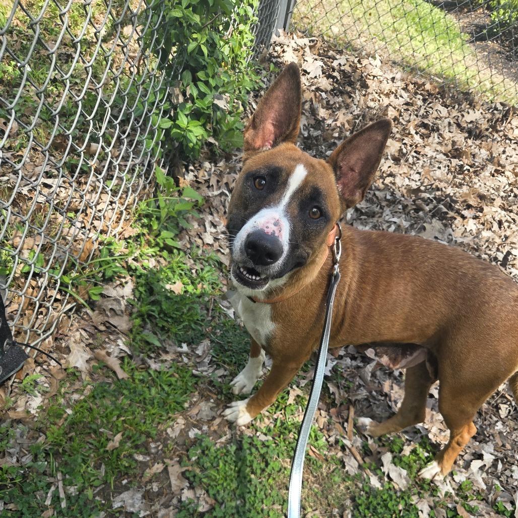 Enlarge Stella, a Adoptable mixed breed in Nashville, TN image 6/6