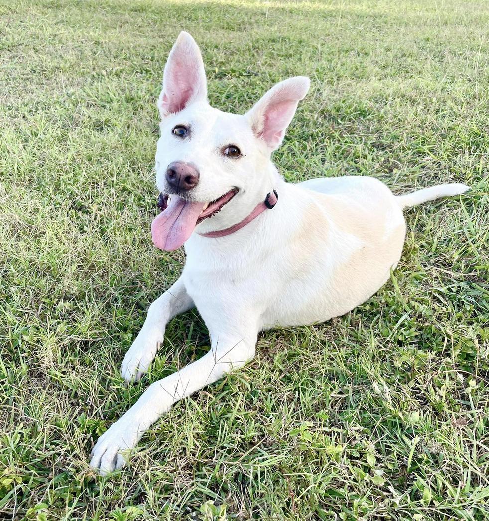 Enlarge Coty, a Adoptable Labrador Retriever in Vernon, CT image 1/5