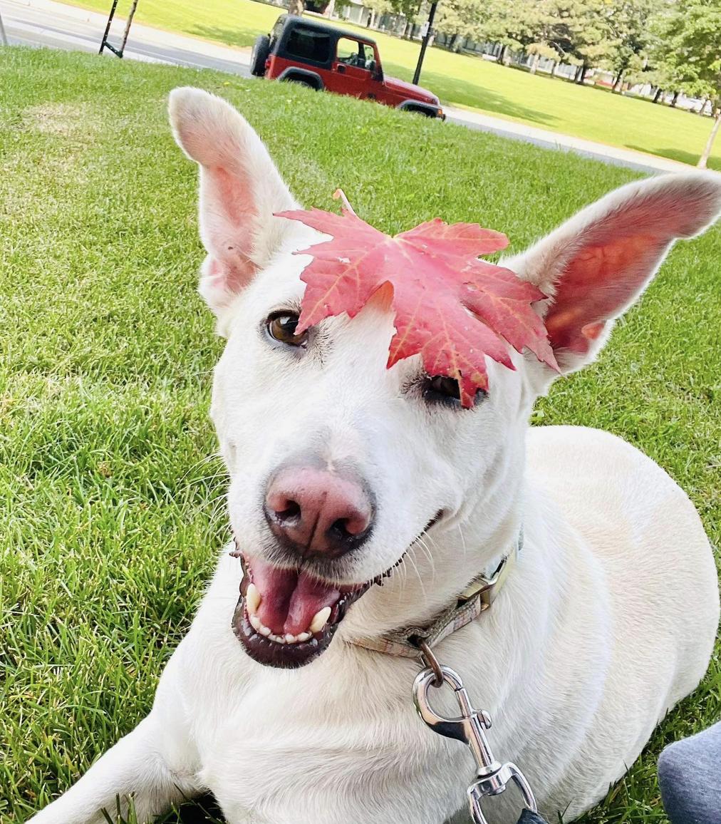 Enlarge Coty, a Adoptable Labrador Retriever in Vernon, CT image 2/5