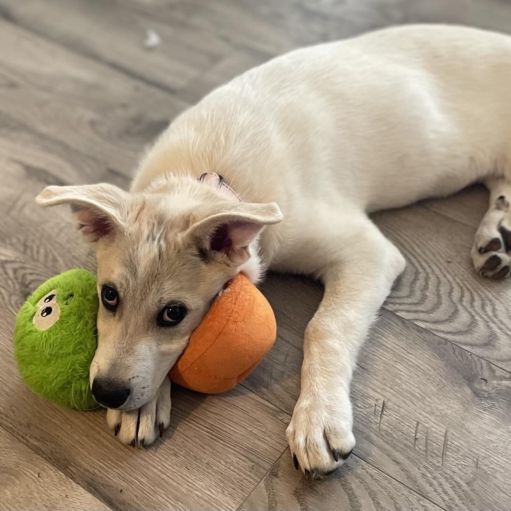 Everest, Adoptable, Puppy Female Great Pyrenees.
