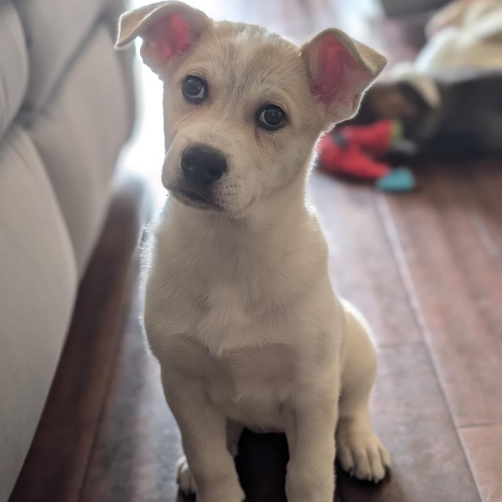 Enlarge APHRODITE, a Adoptable Great Pyrenees in La Grange, KY image 3/6