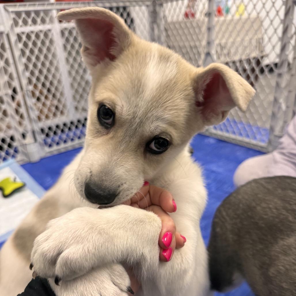 Enlarge Everest, a Adoptable Great Pyrenees in La Grange, KY image 1/6