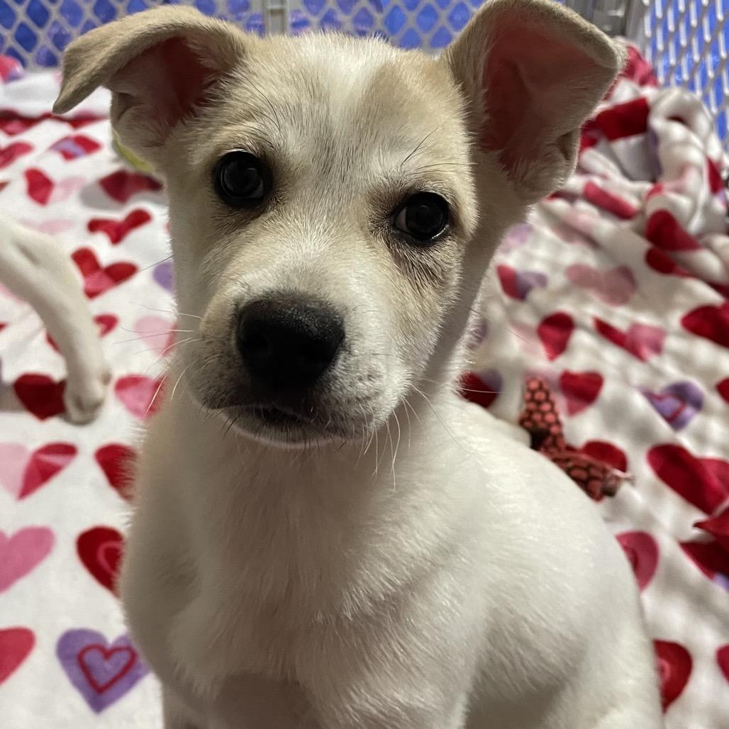 Enlarge APHRODITE, a Adoptable Great Pyrenees in La Grange, KY image 4/6