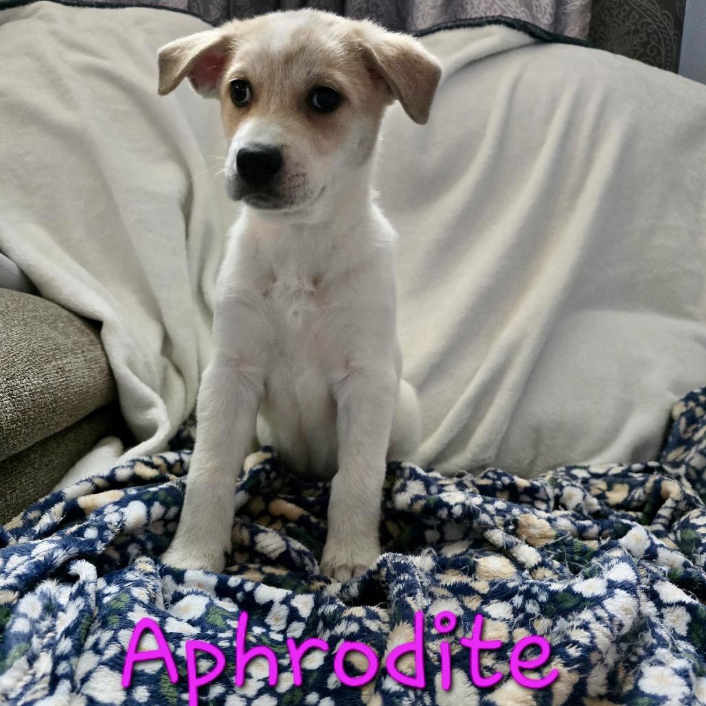 Enlarge APHRODITE, a Adoptable Great Pyrenees in La Grange, KY image 5/6