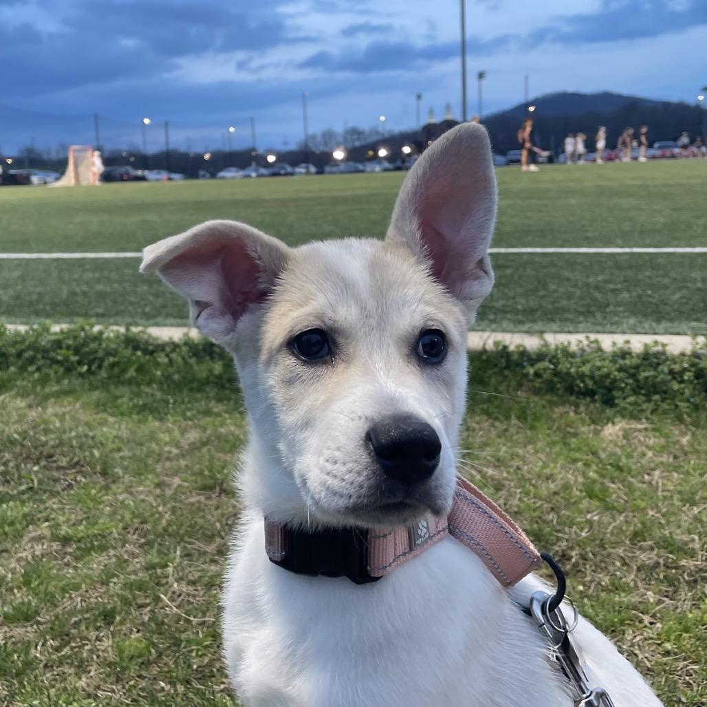 Enlarge APHRODITE, a Adoptable Great Pyrenees in La Grange, KY image 2/6