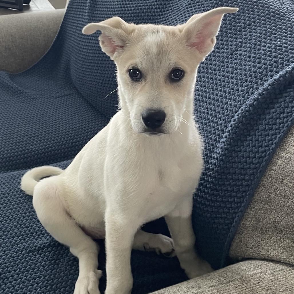 APHRODITE, Adoptable, Puppy Female Great Pyrenees.