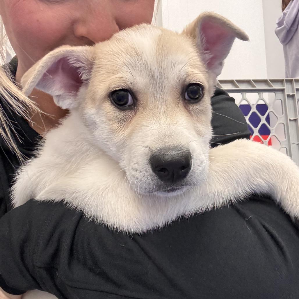 Enlarge APHRODITE, a Adoptable Great Pyrenees in La Grange, KY image 6/6
