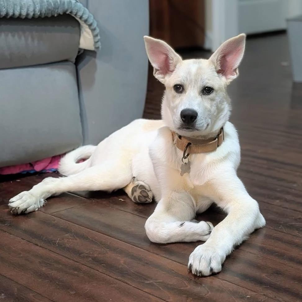 Enlarge Everest, a Adoptable Great Pyrenees in La Grange, KY image 2/6