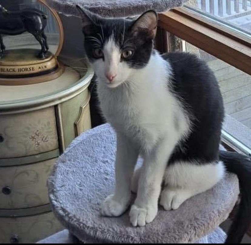 Enlarge Boots, a Adoptable Domestic Short Hair in Zephyr, ON image 1/1