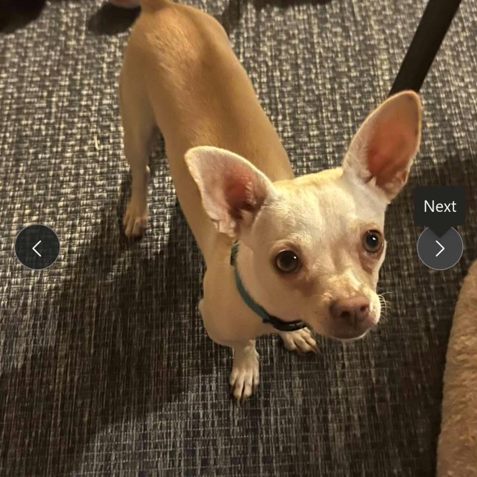 Principessa *Arriving 10/24* D12822, Adoptable, Adult Female Jack Russell Terrier & Chihuahua.