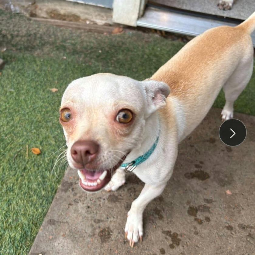 Enlarge Principessa *Arriving 10/24* D12822, a Adoptable mixed breed in Princeton, MN image 3/3