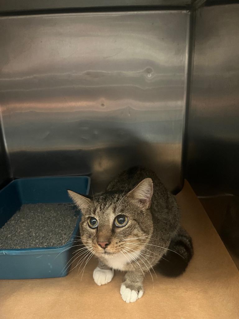 Twinkie, Adoptable, Young Male Domestic Short Hair.