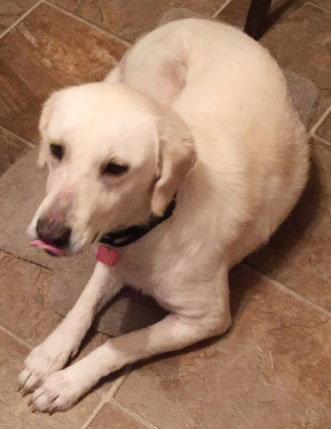 Lacy *LOCAL*, Adopted, Adult Female Labrador Retriever.