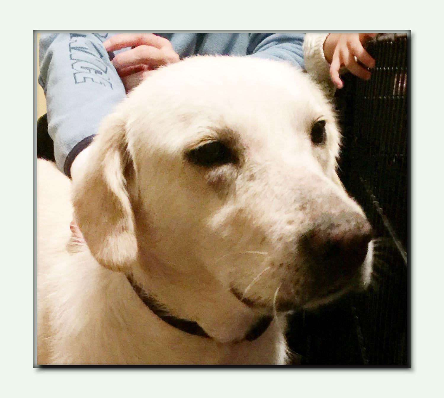 Enlarge Lacy *LOCAL*, a Adopted Labrador Retriever in Wakefield, RI image 2/3