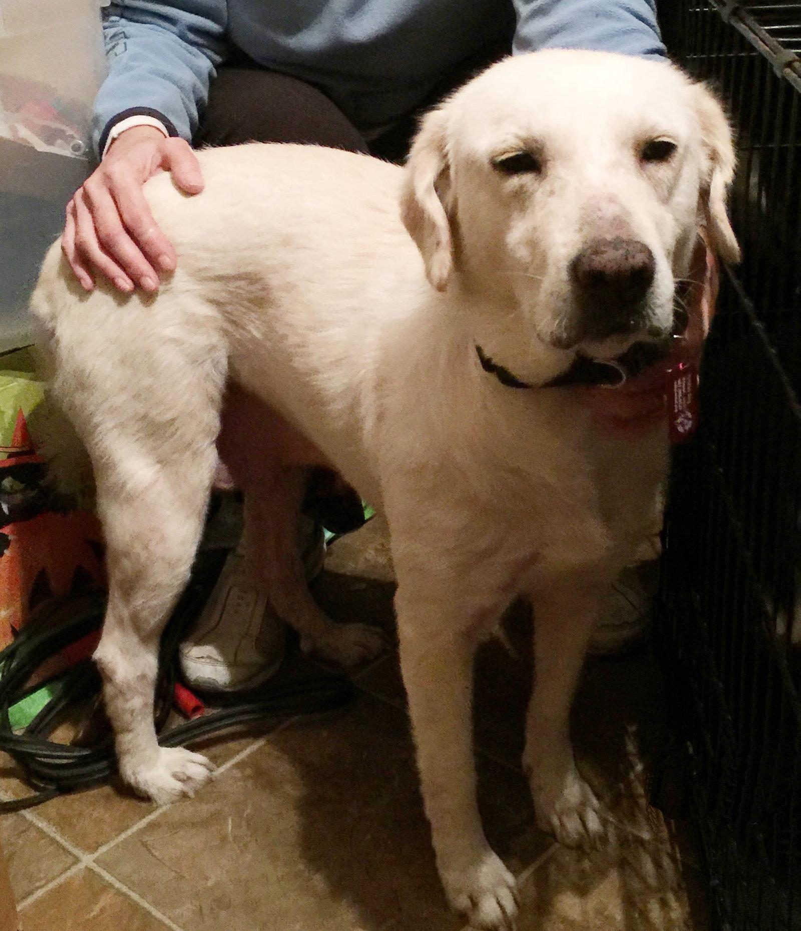 Enlarge Lacy *LOCAL*, a Adopted Labrador Retriever in Wakefield, RI image 3/3