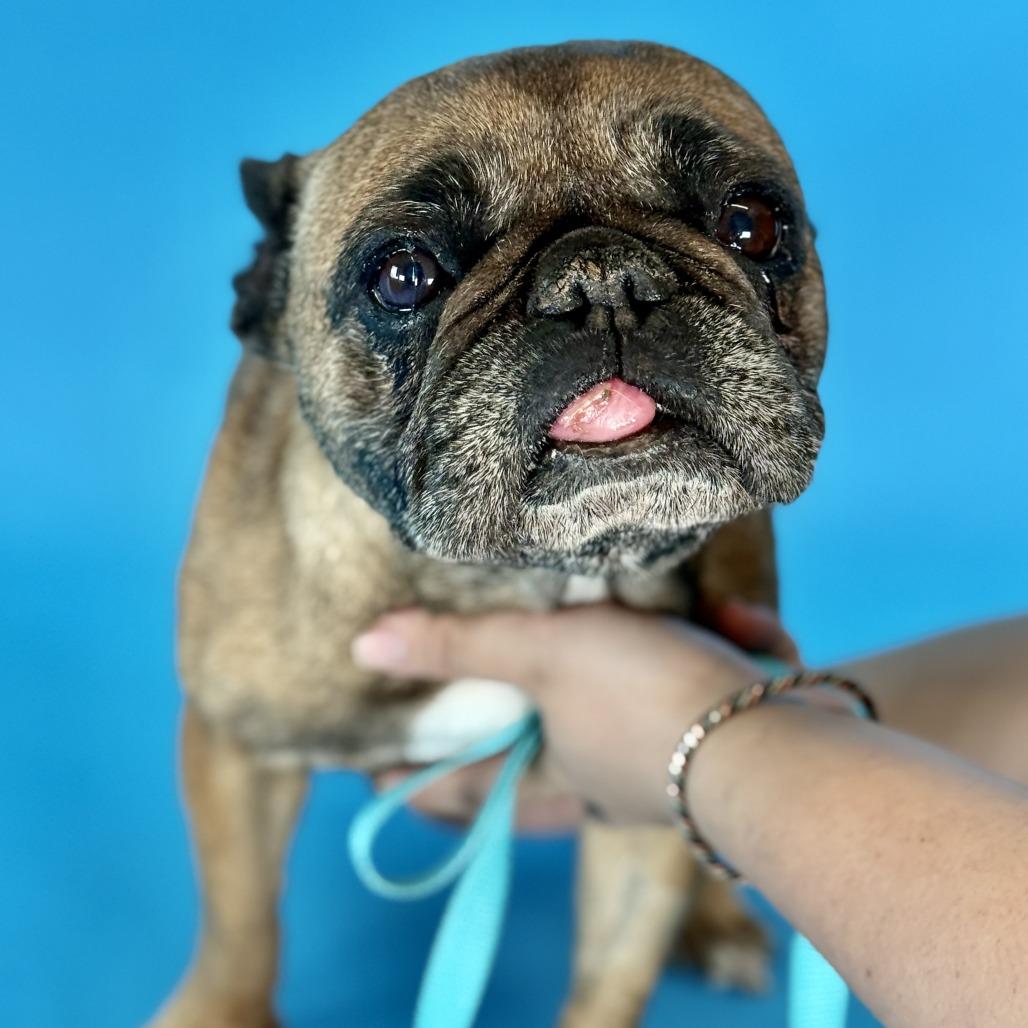 Enlarge Ethel, a Adoptable French Bulldog in Fresno, CA image 1/6