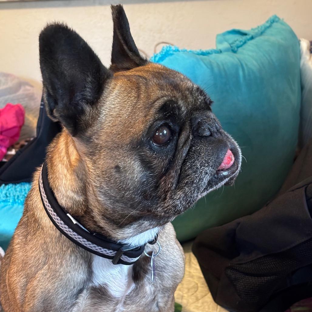 Enlarge Ethel, a Adoptable French Bulldog in Fresno, CA image 2/6