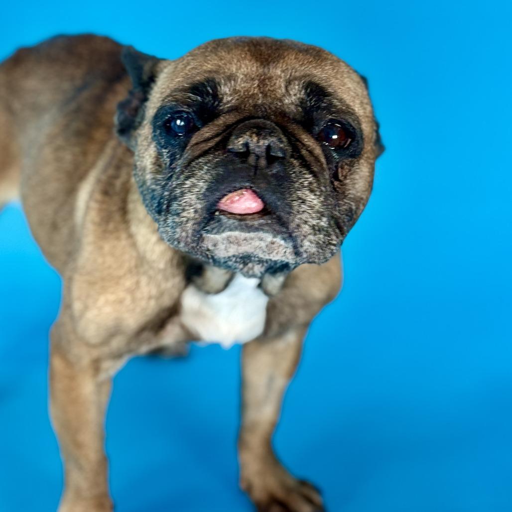 Enlarge Ethel, a Adoptable French Bulldog in Fresno, CA image 3/6