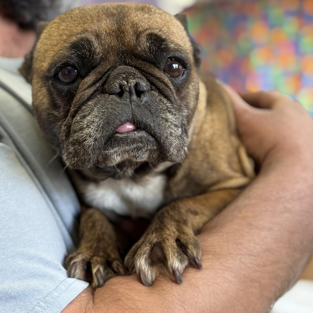 Enlarge Ethel, a Adoptable French Bulldog in Fresno, CA image 4/6