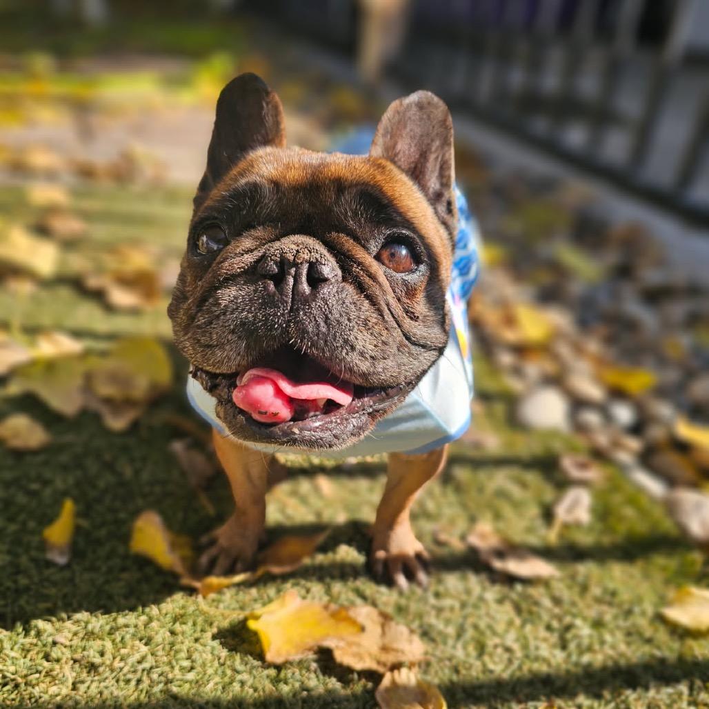 Enlarge Ethel, a Adoptable French Bulldog in Fresno, CA image 5/6