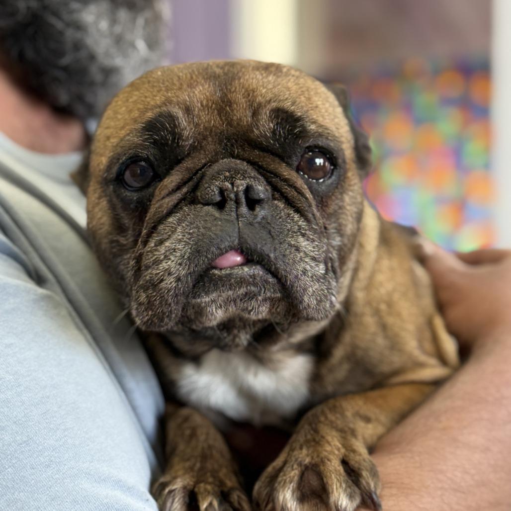 Enlarge Ethel, a Adoptable French Bulldog in Fresno, CA image 6/6