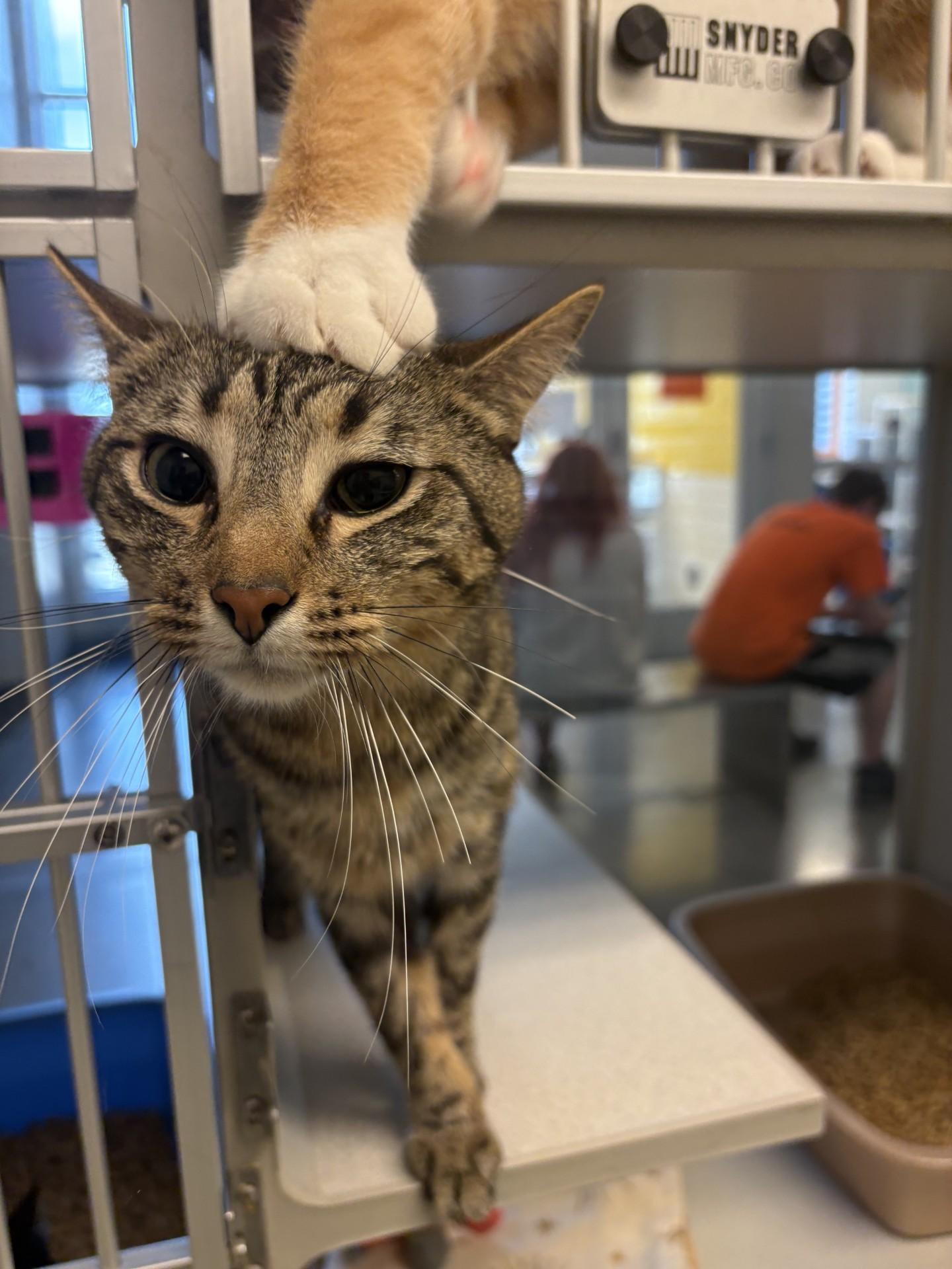 King Boo, a ADOPTABLE Domestic Short Hair in Cedar Rapids, IA image 3/3