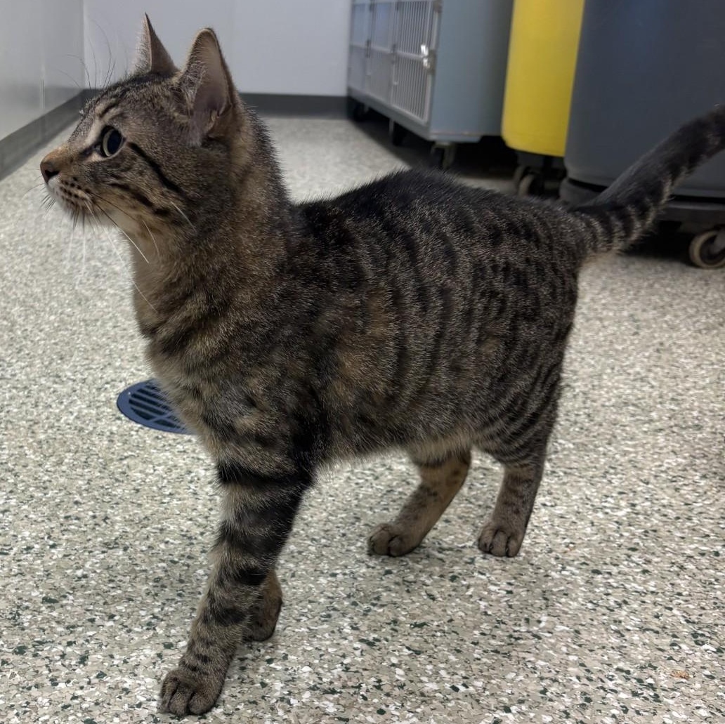 King Boo, ADOPTABLE, Adult Male Domestic Short Hair.