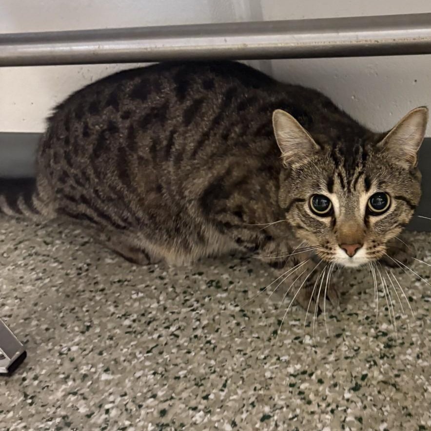 King Boo, a ADOPTABLE Domestic Short Hair in Cedar Rapids, IA image 2/3