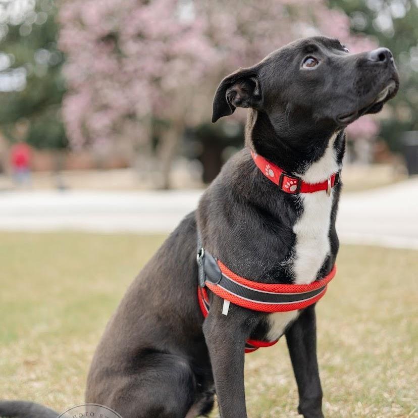 *Courtesy Listing - Bagel, Adoptable, Adult Male Labrador Retriever & American Bulldog.