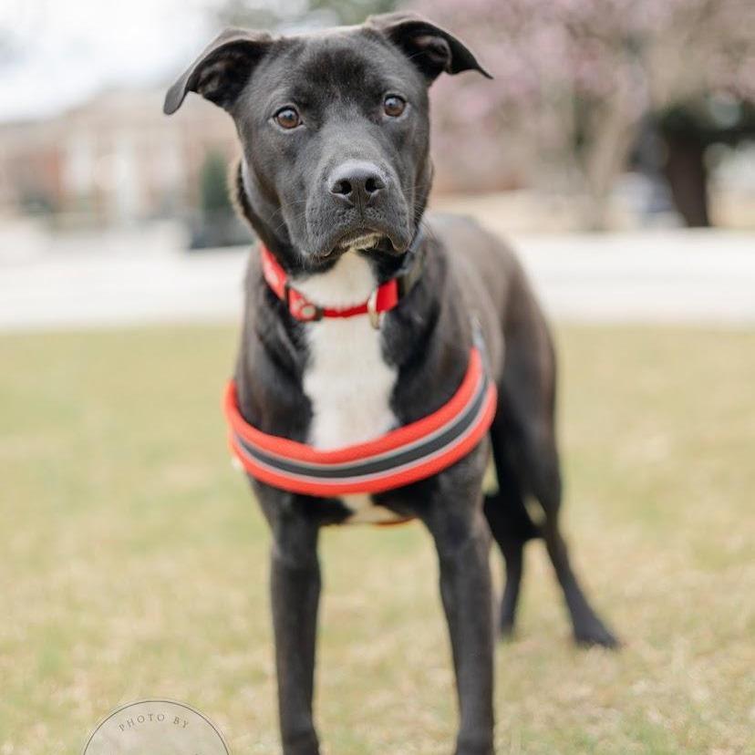 Enlarge *Courtesy Listing - Bagel, a Adoptable mixed breed in Tuscaloosa, AL image 2/3