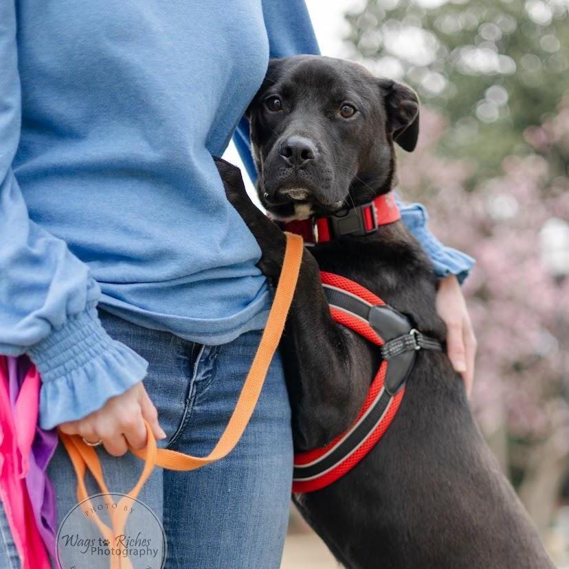Enlarge *Courtesy Listing - Bagel, a Adoptable mixed breed in Tuscaloosa, AL image 3/3