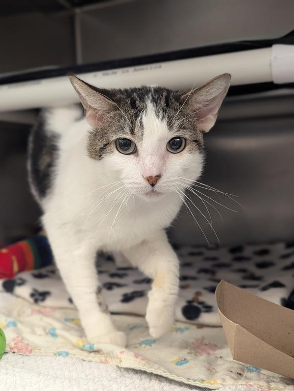 Enlarge Tortellini, a Adoptable mixed breed in Healdsburg, CA image 1/2