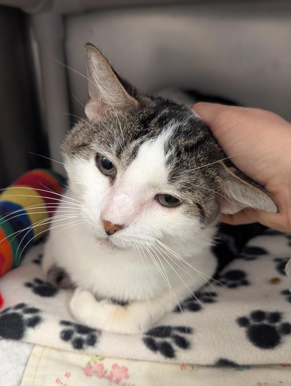 Enlarge Tortellini, a Adoptable mixed breed in Healdsburg, CA image 2/2