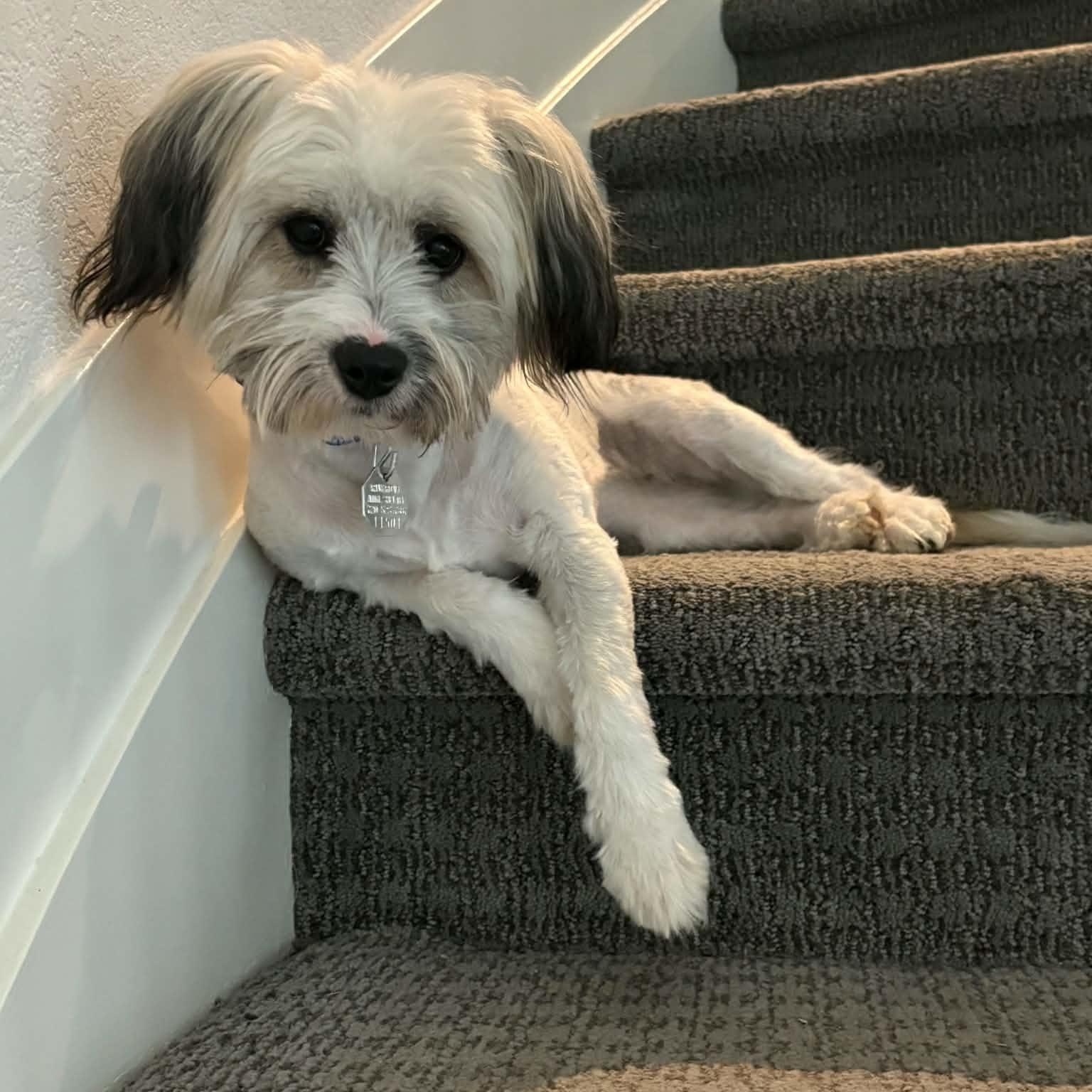 Enlarge Gus, a Adopted Havanese in Mead, CO image 6/6