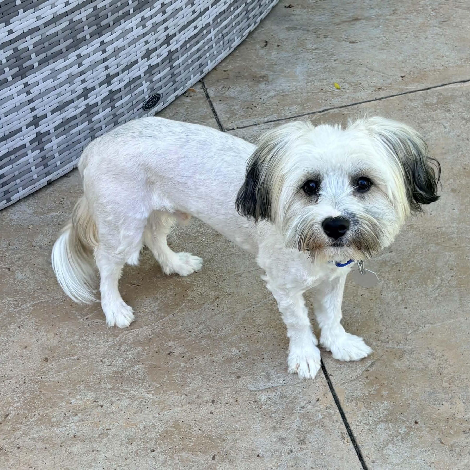 Enlarge Gus, a Adopted Havanese in Mead, CO image 5/6